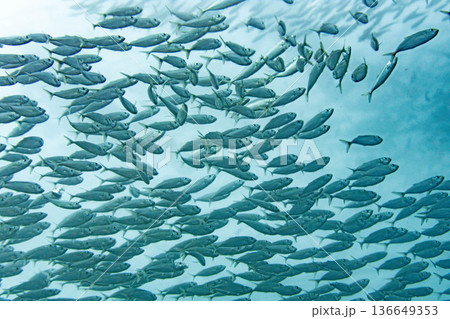 フィリピンマクタン島のイワシの群れ 136649353