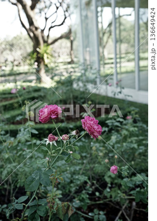 Original photo roses flowers natural outdoors botanic garden modern building aesthetic neutral tones Original photo roses flowers natural outdoors botanic garden modern building aesthetic neutral tones 136649424