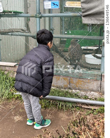 市川市の行徳にある野鳥病院で保護されているトビとそれを見つめる子ども 市川市の行徳にある野鳥病院で保護されているトビとそれを見つめる子ども 136649546