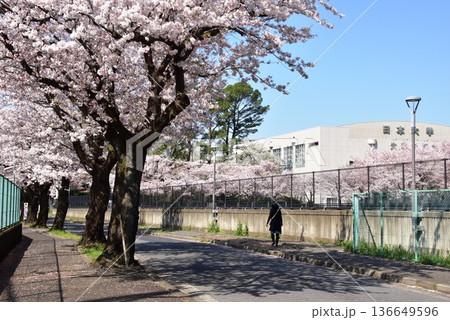 藤沢市　日本大学生物資源科学部と日本大学付属校間の桜並木 136649596