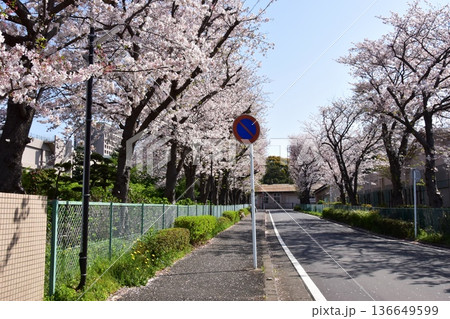 藤沢市　日本大学生物資源科学部周辺の満開桜並木 136649599
