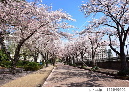 藤沢市　日本大学生物資源科学部キャンパスの満開桜並木 136649601