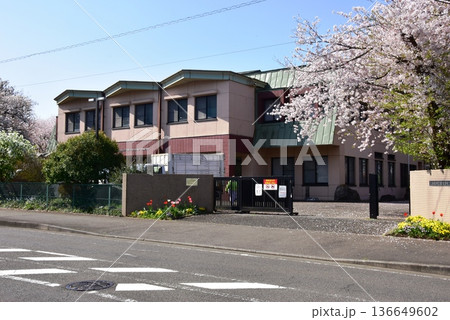 藤沢市　日本大学生物資源科学部の生物資源生産実習センターと満開桜 136649602