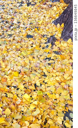 金色に紅葉した銀杏の葉で敷き詰められた地面、一面に広がる黄色い銀杏の葉っぱ 金色に紅葉した銀杏の葉で敷き詰められた地面、一面に広がる黄色い銀杏の葉っぱ 136649845