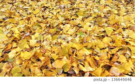 金色に紅葉した銀杏の葉で敷き詰められた地面、一面に広がる黄色い銀杏の葉っぱ 136649846