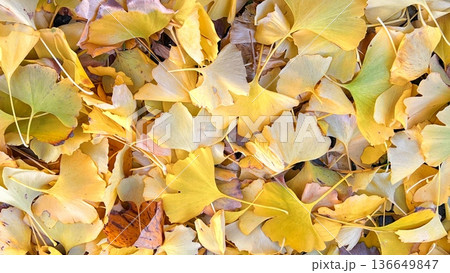 金色に紅葉した銀杏の葉で敷き詰められた地面、一面に広がる黄色い銀杏の葉っぱ 金色に紅葉した銀杏の葉で敷き詰められた地面、一面に広がる黄色い銀杏の葉っぱ 136649847