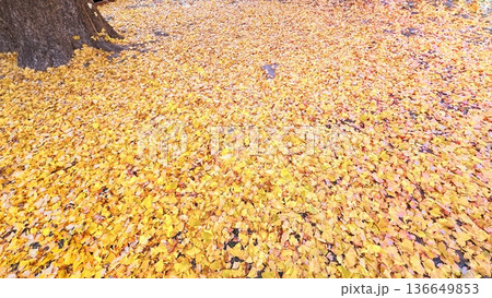 金色に紅葉した銀杏の葉で敷き詰められた地面、一面に広がる黄色い銀杏の葉っぱ 金色に紅葉した銀杏の葉で敷き詰められた地面、一面に広がる黄色い銀杏の葉っぱ 136649853