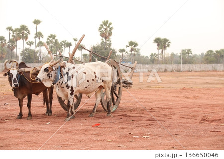 Bull cart Rural Area Bull cart Rural Area 136650046