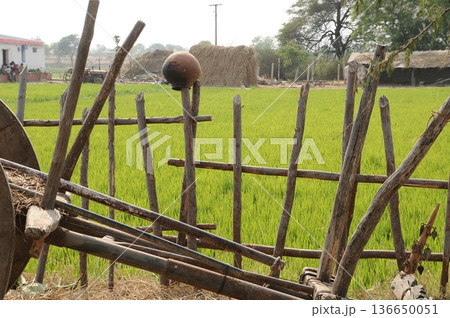 Bull cart Rural Area Bull cart Rural Area 136650051