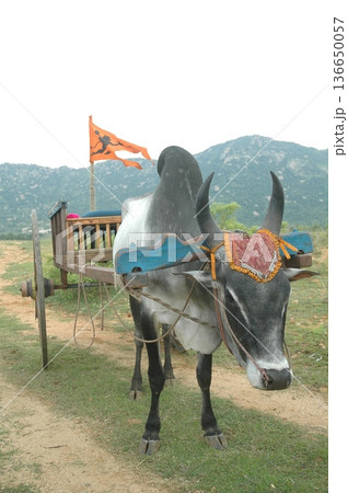 Bull cart Rural Area 136650057