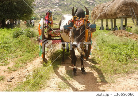 Bull cart Rural Area Bull cart Rural Area 136650060