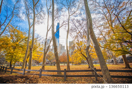 Autumn in Central Park New York 136650113