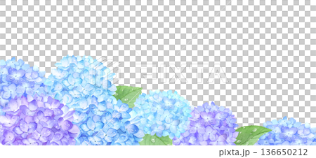 水彩繡球花,綴以雨滴 水彩繡球花,綴以雨滴 136650212