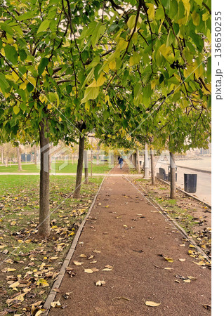 Autumn Path at Marmara Seashore, Istanbul. A peaceful walkway in an Istanbul park during autumn, featuring fallen yellow leaves and a view of the Marmara coast.  136650255