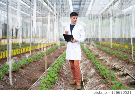 Asian agricultural scientist man holding clipboard observing plants while walking in greenhouse farm Asian agricultural scientist man holding clipboard observing plants while walking in greenhouse farm 136650521