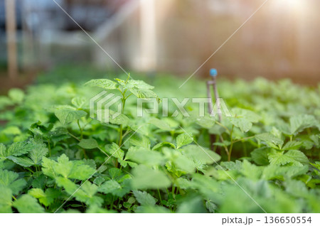 Close up of green leaves vegetable plants and sprinkler with sunlight in greenhouse of organic farm. Close up of green leaves vegetable plants and sprinkler with sunlight in greenhouse of organic farm. 136650554