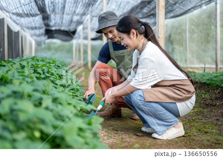 Asian farmer man teaching young woman growing tending vegetables plant in greenhouse of organic farm 136650556