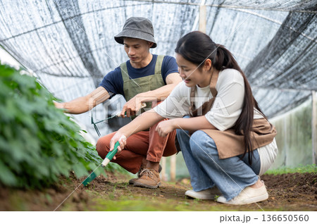 Asian farmer man holding tool talking teaching woman growing vegetable in organic farm's greenhouse. 136650560