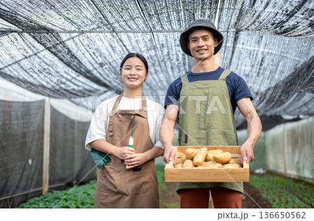 Asian farmer man holding wooden crate showing organic potatoes aside young woman in greenhouse farm. 136650562