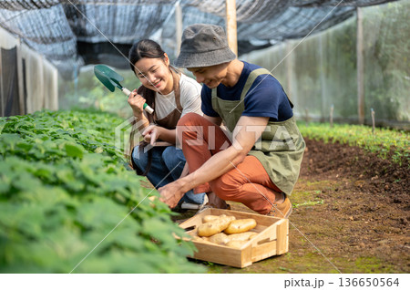 Asian farmer man showing teaching young woman digging potatoes aside wooden crate in greenhouse farm Asian farmer man showing teaching young woman digging potatoes aside wooden crate in greenhouse farm 136650564