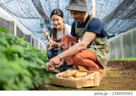 Asian farmer man showing teaching young woman digging a potato aside wooden crate in greenhouse farm 136650565