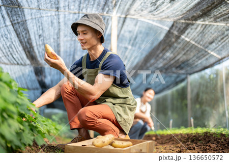 Asian farmer man holding looking at a potato digging from soil aside wooden crate in greenhouse farm Asian farmer man holding looking at a potato digging from soil aside wooden crate in greenhouse farm 136650572