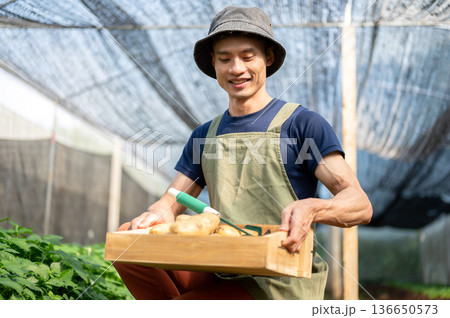 Asian farmer man holding wooden crate looking at potatoes while walking working in greenhouse farm. Asian farmer man holding wooden crate looking at potatoes while walking working in greenhouse farm. 136650573