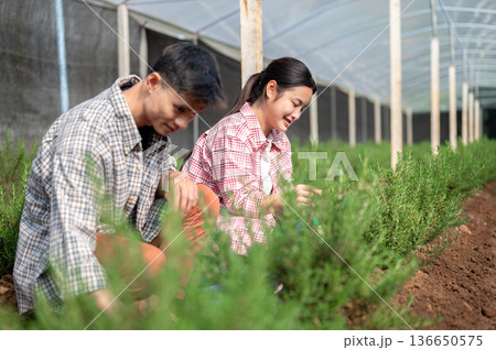 Asian farmer man and young woman in checkered shirt tending plant while working in greenhouse farm. Asian farmer man and young woman in checkered shirt tending plant while working in greenhouse farm. 136650575
