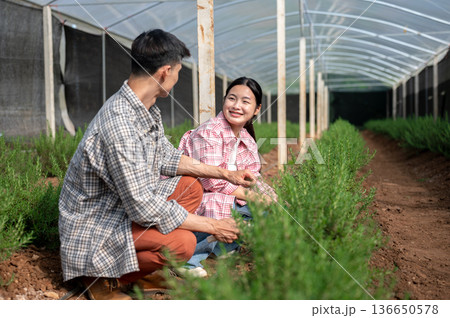 Farmer man and young asian woman in checkered shirt talking tending plant working in greenhouse farm 136650578