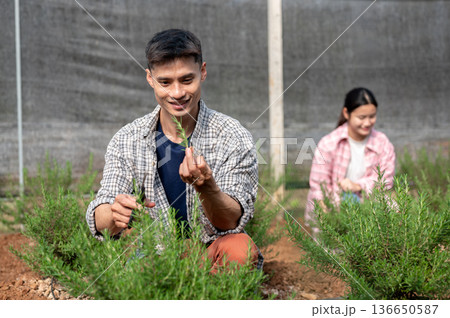 Asian farmer man in checkered shirt holding scissor looking at herb plant and working in greenhouse. 136650587