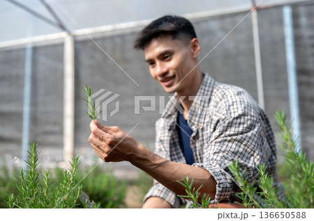 Asian farmer man in checkered shirt holding and looking at herb plant while working in a greenhouse. 136650588