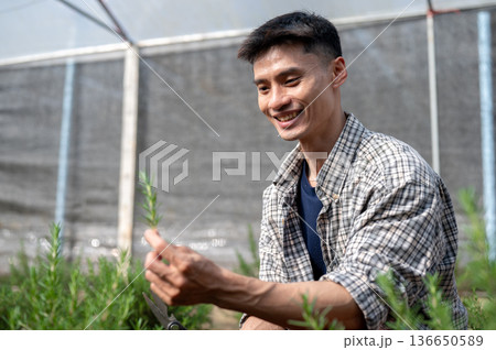 Happy farmer man in checkered shirt holding and looking at herb plant while working in a greenhouse. Happy farmer man in checkered shirt holding and looking at herb plant while working in a greenhouse. 136650589