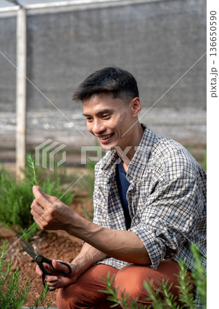 Smiling farmer man in checkered shirt holding and looking at herb plant while working in greenhouse. 136650590
