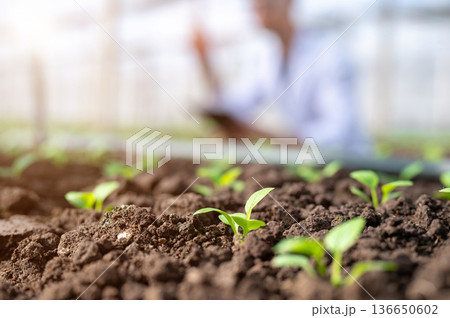 Close up of vegetable seedlings in soil under sunlight with scientist observing in greenhouse farm. Close up of vegetable seedlings in soil under sunlight with scientist observing in greenhouse farm. 136650602