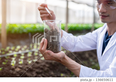 Close up of agricultural scientist man holding glass beaker testing on plant soil in greenhouse farm 136650611
