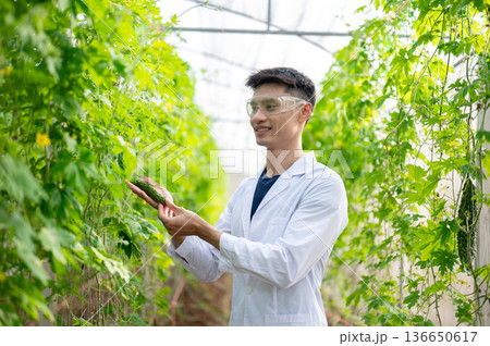 Asian agricultural scientist holding a bitter gourd looking at vegetables trellis in greenhouse farm Asian agricultural scientist holding a bitter gourd looking at vegetables trellis in greenhouse farm 136650617