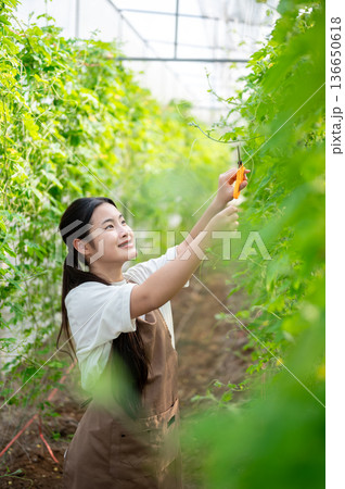Young asian woman holding scissors cutting trimming vegetable plants on trellis in greenhouse farm. Young asian woman holding scissors cutting trimming vegetable plants on trellis in greenhouse farm. 136650618