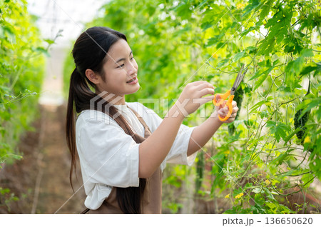 Young asian woman holding scissors cutting trimming vegetable plants on trellis in a greenhouse farm Young asian woman holding scissors cutting trimming vegetable plants on trellis in a greenhouse farm 136650620