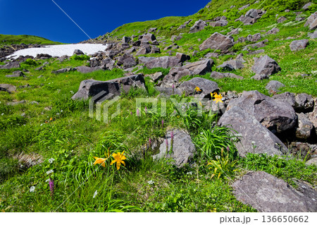 鳥海山・象潟口コースの高山植物と残雪 136650662