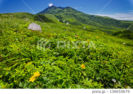 高山植物咲く御浜付近から見る鳥海山 高山植物咲く御浜付近から見る鳥海山 136650679