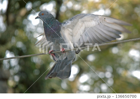 Close-up of Pigeon with Iridescent Feathers. High-quality portrait of a wild pigeon showcasing colorful neck plumage and sharp detail in a soft natural setting.  136650700