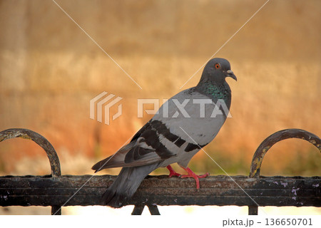 Close-up of Pigeon with Iridescent Feathers. High-quality portrait of a wild pigeon showcasing colorful neck plumage and sharp detail in a soft natural setting.  136650701