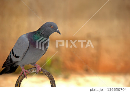 Close-up of Pigeon with Iridescent Feathers. High-quality portrait of a wild pigeon showcasing colorful neck plumage and sharp detail in a soft natural setting.  136650704