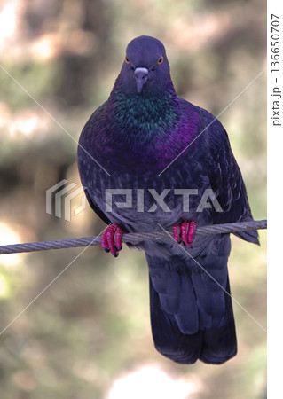 Close-up of Pigeon with Iridescent Feathers. High-quality portrait of a wild pigeon showcasing colorful neck plumage and sharp detail in a soft natural setting.  136650707