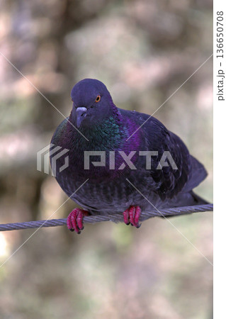 Close-up of Pigeon with Iridescent Feathers. High-quality portrait of a wild pigeon showcasing colorful neck plumage and sharp detail in a soft natural setting. Close-up of Pigeon with Iridescent Feathers. High-quality portrait of a wild pigeon showcasing colorful neck plumage and sharp detail in a soft natural setting. 136650708