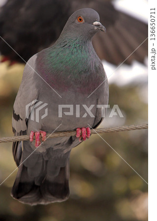 Close-up of Pigeon with Iridescent Feathers. High-quality portrait of a wild pigeon showcasing colorful neck plumage and sharp detail in a soft natural setting.  136650711