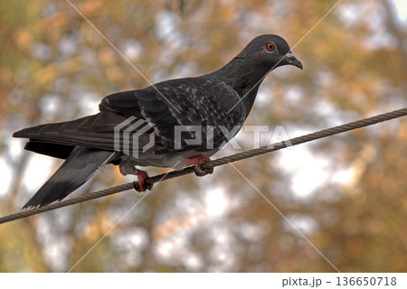 Close-up of Pigeon with Iridescent Feathers. High-quality portrait of a wild pigeon showcasing colorful neck plumage and sharp detail in a soft natural setting. Close-up of Pigeon with Iridescent Feathers. High-quality portrait of a wild pigeon showcasing colorful neck plumage and sharp detail in a soft natural setting. 136650718