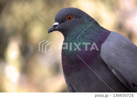 Close-up of Pigeon with Iridescent Feathers. High-quality portrait of a wild pigeon showcasing colorful neck plumage and sharp detail in a soft natural setting. Close-up of Pigeon with Iridescent Feathers. High-quality portrait of a wild pigeon showcasing colorful neck plumage and sharp detail in a soft natural setting. 136650728