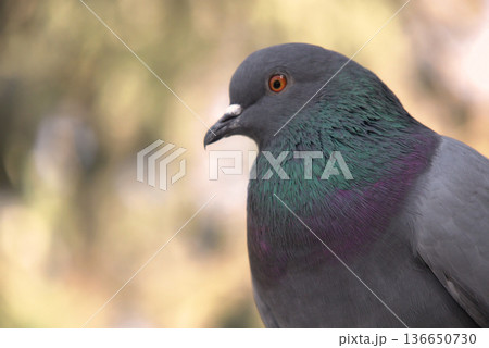 Close-up of Pigeon with Iridescent Feathers. High-quality portrait of a wild pigeon showcasing colorful neck plumage and sharp detail in a soft natural setting. Close-up of Pigeon with Iridescent Feathers. High-quality portrait of a wild pigeon showcasing colorful neck plumage and sharp detail in a soft natural setting. 136650730