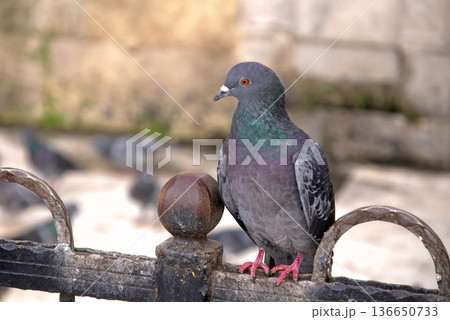 Close-up of Pigeon with Iridescent Feathers. High-quality portrait of a wild pigeon showcasing colorful neck plumage and sharp detail in a soft natural setting. Close-up of Pigeon with Iridescent Feathers. High-quality portrait of a wild pigeon showcasing colorful neck plumage and sharp detail in a soft natural setting. 136650733